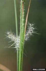 Image result for Andropogon eucomus