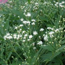 Image result for Vernonia kirkii