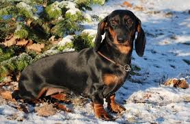 Image result for jezevčík hladkosrstý