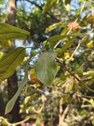 Image result for Ficus exasperata