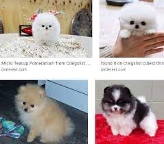 $1,500 (orc > aliso viejo ) pic hide this posting restore restore this posting. Teacup Pomeranian Puppies For Sale Craigslist Teacup Pomeranian