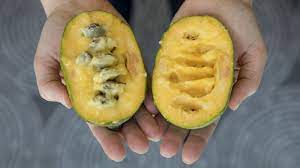 We did not find results for: This Once Obscure Fruit Is On Its Way To Becoming Pawpaw Pawpular The Salt Npr