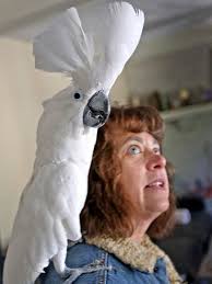 These animals an Avon shelter rescues may surprise you