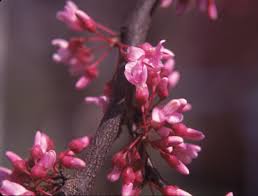 In fact, millions of seedlings and budded trees are produced every year for commercial nurseries around one of the most popular flowering trees in the united states, the saucer magnolia is also widely planted in europe. Redbud Ohio Department Of Natural Resources