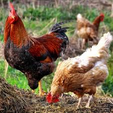  Apa Perbedaan Antara Ayam Dan Ayam Jawab Ayam Betina Adalah Ayam Betina Dan Ayam Jantan Adalah Ayam Jantan Istilah Chickens Backyard Rooster Farm Animals
