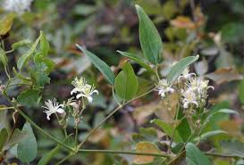 Image result for Clematis uhehensis