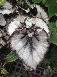 Pin On Begonia Episcia