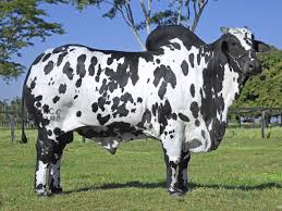 Black And White Cow Breed Name Pin On Cattle Pretty