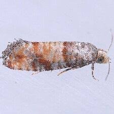 Image result for Rhytachne triaristata