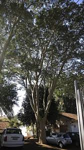 Image result for Albizia niopoides