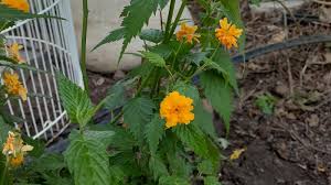 Image result for Kerria japonica