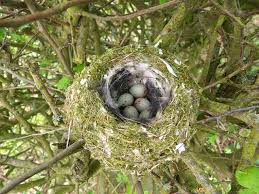 Bird Eggs With Brown Spots On Shell Chaffinch Nest 10 05 13 Chaffinch Nest Bird Eggs