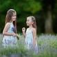 Lavender Season at Lookout Lavender Farm