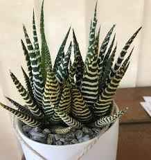 Desert rains seldom seep into. Haworthia Zebra Cactus Pearl Plant Star Window Plant Guide Our House Plants
