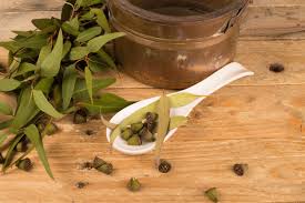 Before buying or bringing a plant indoors, always check it and its container for signs of pests. Herbal Eucalyptus Benefits How To Grow Eucalyptus As An Herb