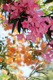 Top 10 Most Poisonous Garden Plants That Could Kill You Top Inspired Oleander Plants Poisonous Plants Common Garden Plants