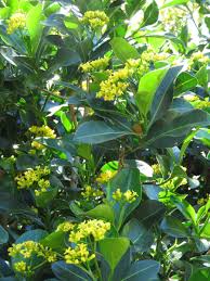 Image result for Psychotria capensis