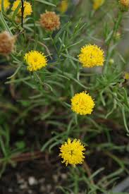 Image result for Lipotriche marlothiana