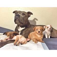 Check spelling or type a new query. Chihuahua And Pitbull Mix Puppies Petsidi