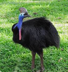 Birds That Cant Fly 12 Surprising Flightless Birds Cassowary Bird Cassowary Flightless Bird