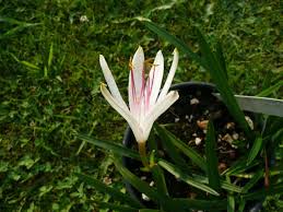 Image result for Crinum stuhlmannii