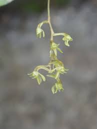 Image result for Angraecopsis