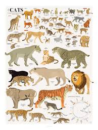 The Chart Of Cats In 2019 Cat Species Cats Animal Species