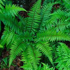 Image result for Polystichum