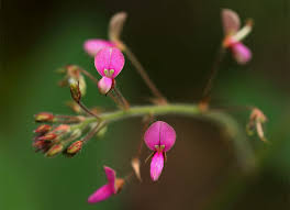 Image result for Desmodium tortuosum