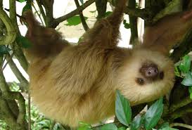 10 Reasons Why Sloths Are Irresistibly Adorable Sloth Silly Animals Animal Sanctuary