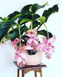 We proudly offer same day plant delivery nyc. Buying Rare Plants Indoor Flowers Plants House Plants Indoor