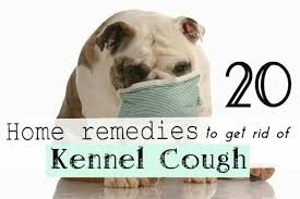 If You Think You Are The Only One Who Can Get A Cough And Cold You Are Clearly Wrong Dogs Can Get These Problem In 2020 Dog Cough Remedies Home Remedies