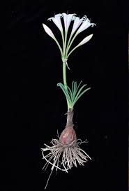 Image result for Crinum paludosum