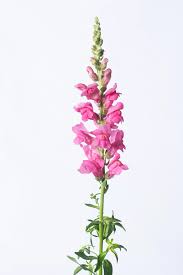 Image result for Sutera debilis