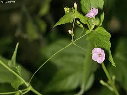 Image result for Commicarpus