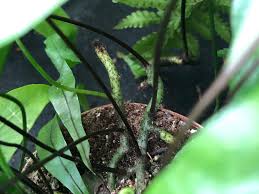 Image result for Microsorum scolopendria