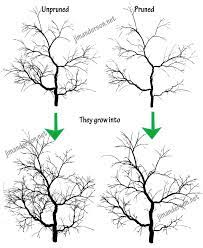 Discusses Three Types Of Branches That Can Be Pruned To Improve The Appearance Of Trees And Shrubs Shows How Trees Ap Pruning Fruit Trees Training Vines Prune
