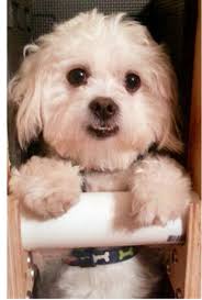 Find a pets domain store that's nearest to you. Adopt A Pet Com Blog Adopting A Dog With Megaesophagus Adopt A Pet Com Blog