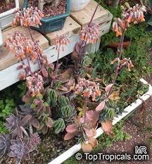 Image result for Kalanchoe fedtschenkoi