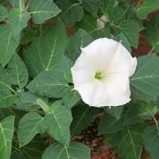 Image result for Ipomoea leucanthemum