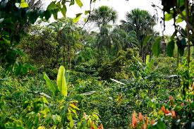 Image result for Agrocharis