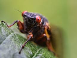 Cicadas are large insects that appear in late spring/early summer and make a lot of noise. Sex Mad And Spectacular 17 Incredible Facts About Cicadas Insects The Guardian