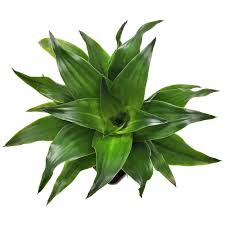 Image result for Dracaena fragrans