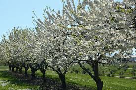 Image result for Prunus