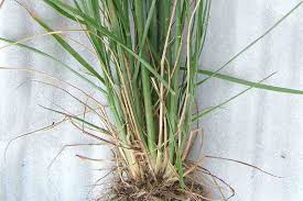 Image result for Sporobolus mauritianus