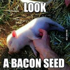 Bacon Seed Cute Animals Funny Animals Cute Pigs