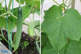 Die gurke (cucumis sativus) zählt neben den zucchini und den melonen zur familie der dies dürfte auch ein grund sein, weshalb der anbau von gurken im eigenen garten recht gut gelingt. Gurkenanbau Pflanzen Und Pflege In Garten Und Gewachshaus Talu De