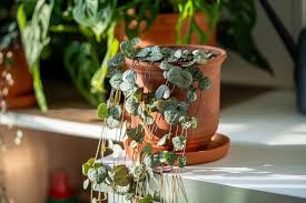 Image result for Ceropegia prostrata