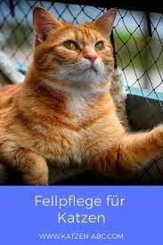 alles was du fur die fellpflege deiner katze benotigst katzenpflege katzen katzchen pflege katzenpflege