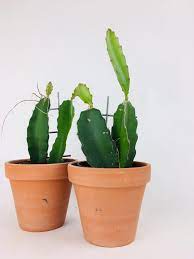 While all species of the genus have varying edible fruits, that of h. Hylocereus Undatus Spider Plant Shop Indoor House Plants London To Brighton